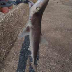 魚種は豊富だー