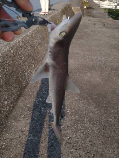 魚種は豊富だー