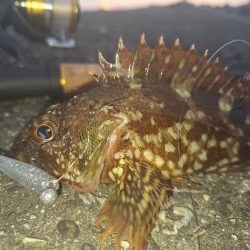 ロックフィッシュ釣行