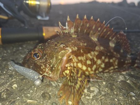 ロックフィッシュ釣行