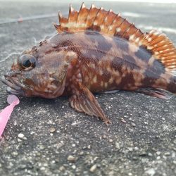 ロックフィッシュ釣行