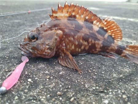 ロックフィッシュ釣行