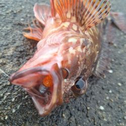 ロックフィッシュ釣行