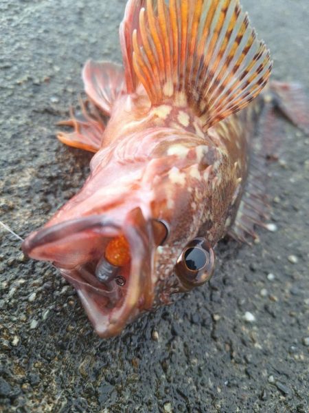ロックフィッシュ釣行