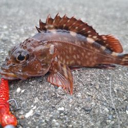 ロックフィッシュ釣行