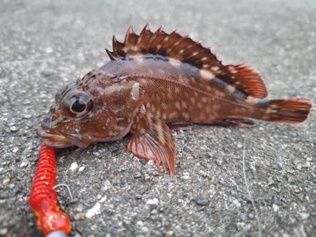 ロックフィッシュ釣行