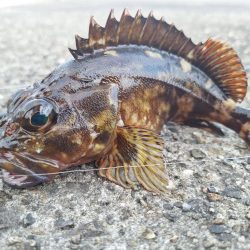 ロックフィッシュ釣行