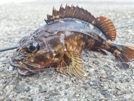 ロックフィッシュ釣行