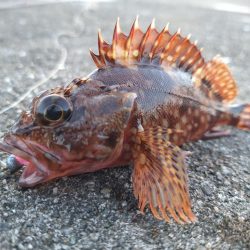 ロックフィッシュ釣行