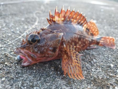 ロックフィッシュ釣行