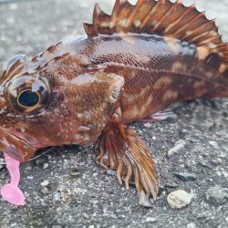 ロックフィッシュ釣行