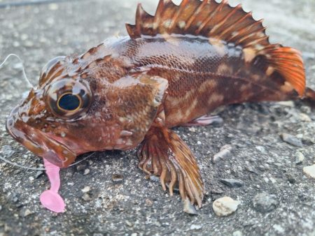 ロックフィッシュ釣行