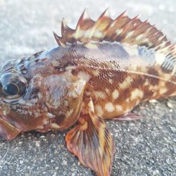 ロックフィッシュ釣行