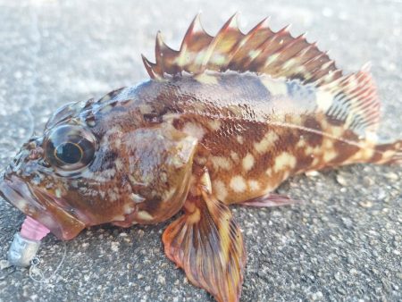 ロックフィッシュ釣行