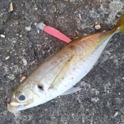 ロックフィッシュとアジ