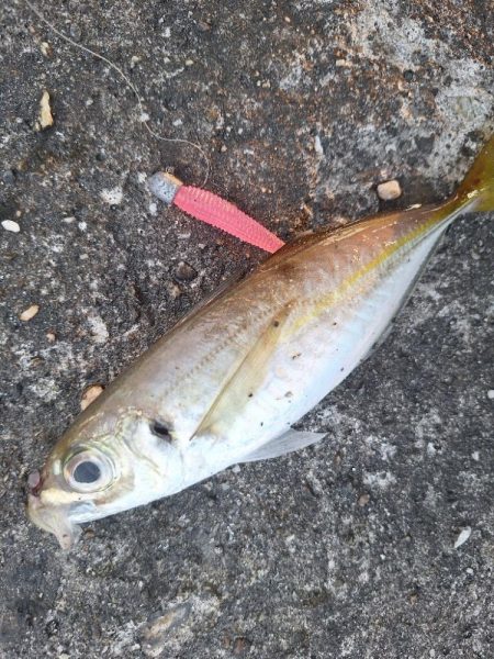 ロックフィッシュとアジ