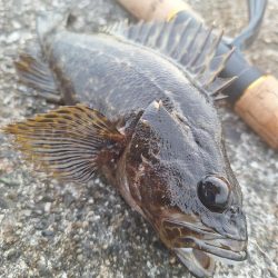 ロックフィッシュ釣行