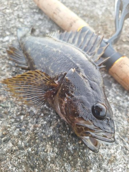 ロックフィッシュ釣行