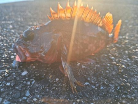 ロックフィッシュ釣行