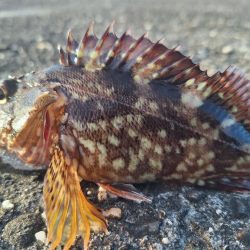 ロックフィッシュ釣行