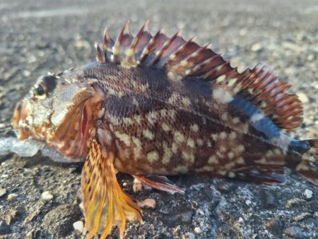 ロックフィッシュ釣行