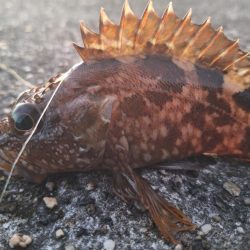 ロックフィッシュ釣行