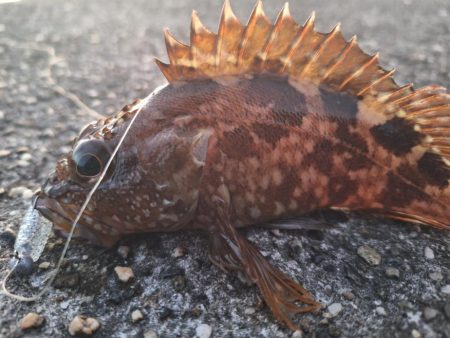 ロックフィッシュ釣行