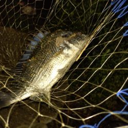 何とか1匹釣れました