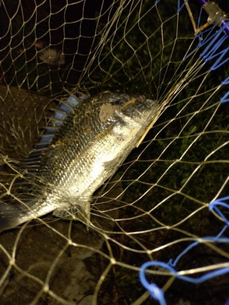 何とか1匹釣れました