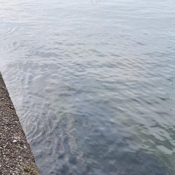 ロックフィッシュ