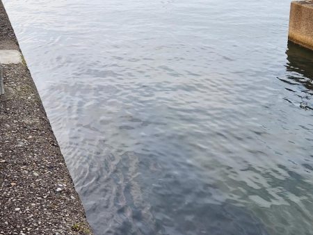 ロックフィッシュ