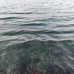 アオハタラッシュ