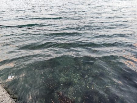 アオハタラッシュ