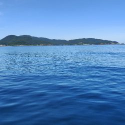 ロックフィッシュ