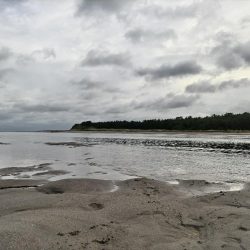 ヒラメ、マゴチ、シーバス釣れました!