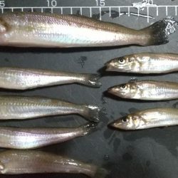 雷雨の前のキス釣り