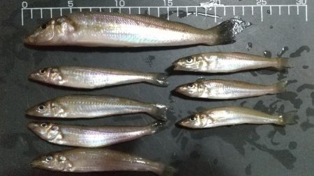 雷雨の前のキス釣り