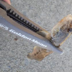 ライトゲームでキス釣り👍