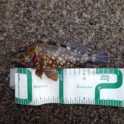 仕事帰りのロックフィッシュ