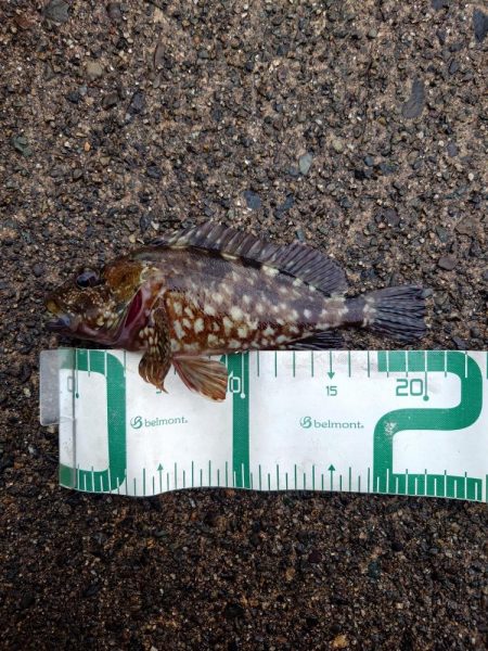 仕事帰りのロックフィッシュ