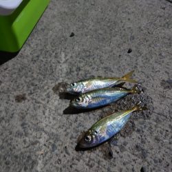 久しぶりのアジ釣れました?