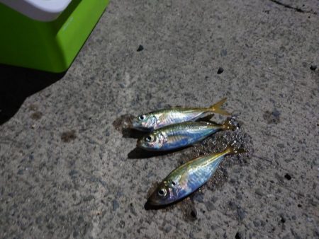 久しぶりのアジ釣れました?
