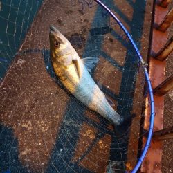 おかえり！シーバスさん！