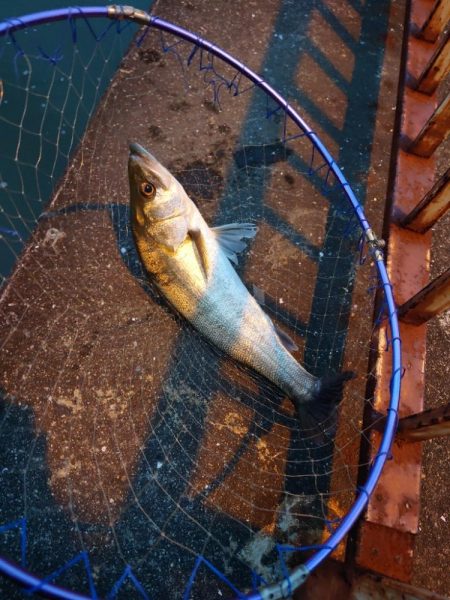 おかえり！シーバスさん！