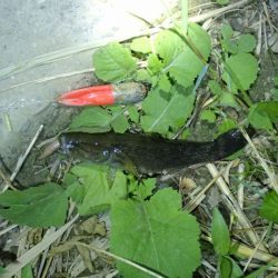 天神祭りの花火に合わせて釣行