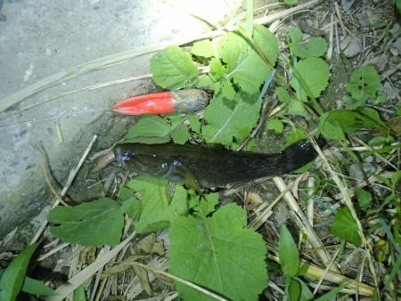 天神祭りの花火に合わせて釣行
