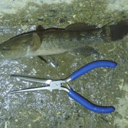 手長エビ釣り 今年ラスト？