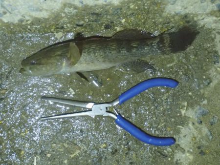 手長エビ釣り 今年ラスト？