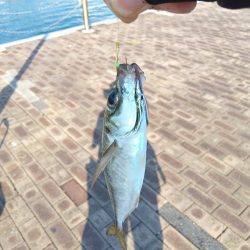 遠征釣りキャンプ