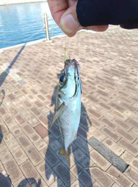 遠征釣りキャンプ